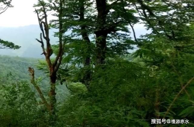 豆娃的冒险故事壹